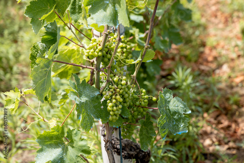 Obraz na płótnie Vineyard on the island Zirje in Croatia w salonie