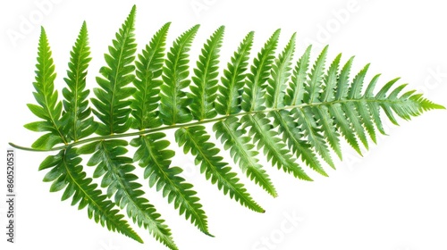 A close-up shot of a fern leaf against a white background