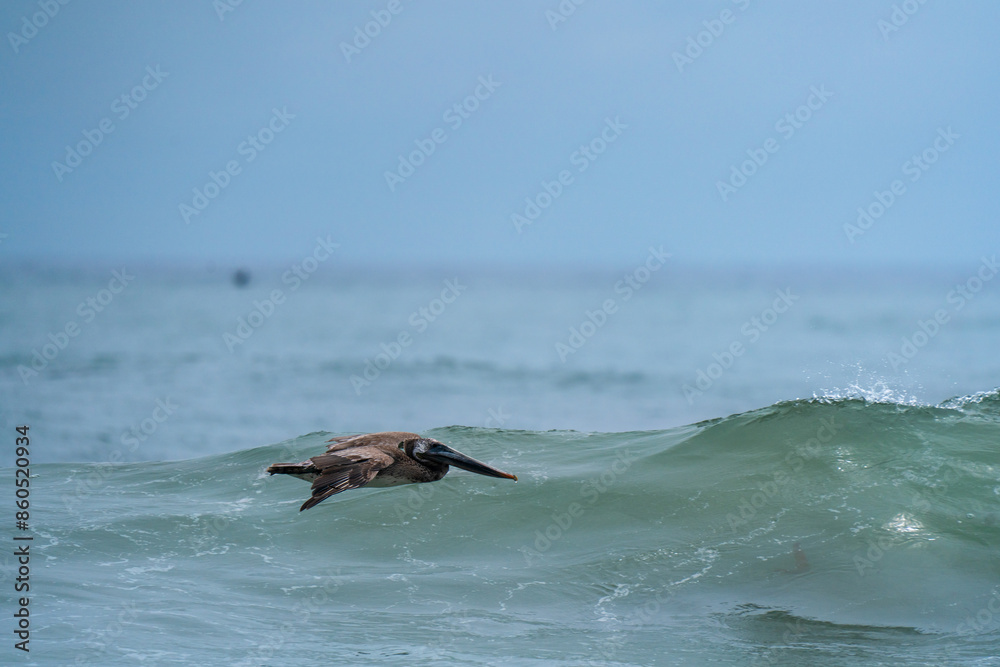 Brown Pelican Soaring Above Ocean Waves Brown Pelican Soaring Above Ocean Waves