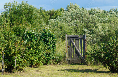 A wooden gate in the fence against the background of a green forest