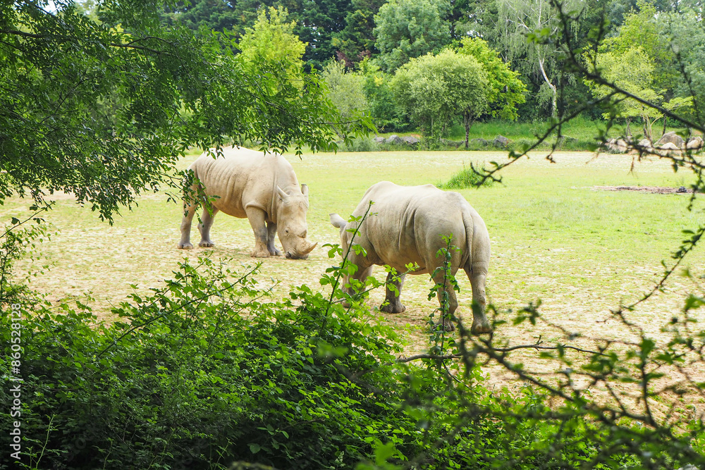 Obraz premium Rhinos