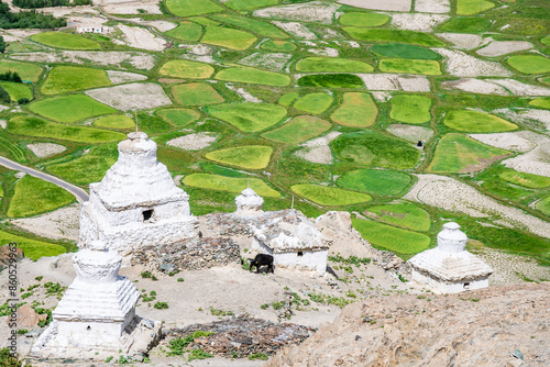 An aerial view captures Buddhist stupa surrounded by a vibrant green field, Stongdae Monastery, Zanskar photo