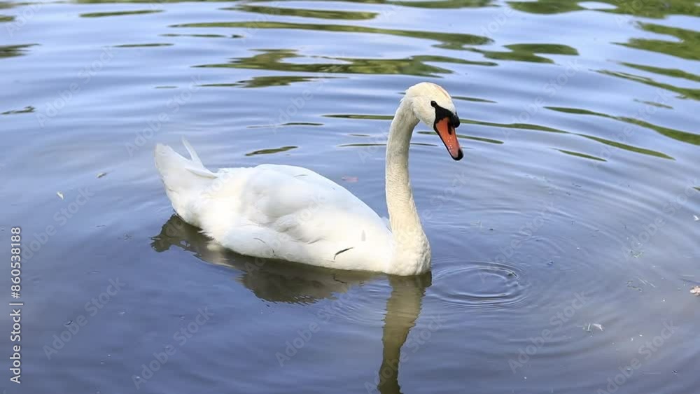 White swan swims on a lake in the park, close-up. Beautiful swan on the lake in spring or summer. Bird on the river White swan swims on a lake in the park, close-up. Beautiful swan on the lake in spring or summer. Bird on the river