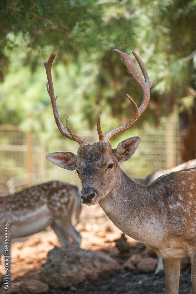 Beautiful photo of a fallow deer on a sunny day. Beautiful photo of a fallow deer on a sunny day.