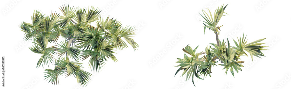 Pandanus utili tree 4k png cutout isolate Pandanus utili tree 4k png cutout isolate