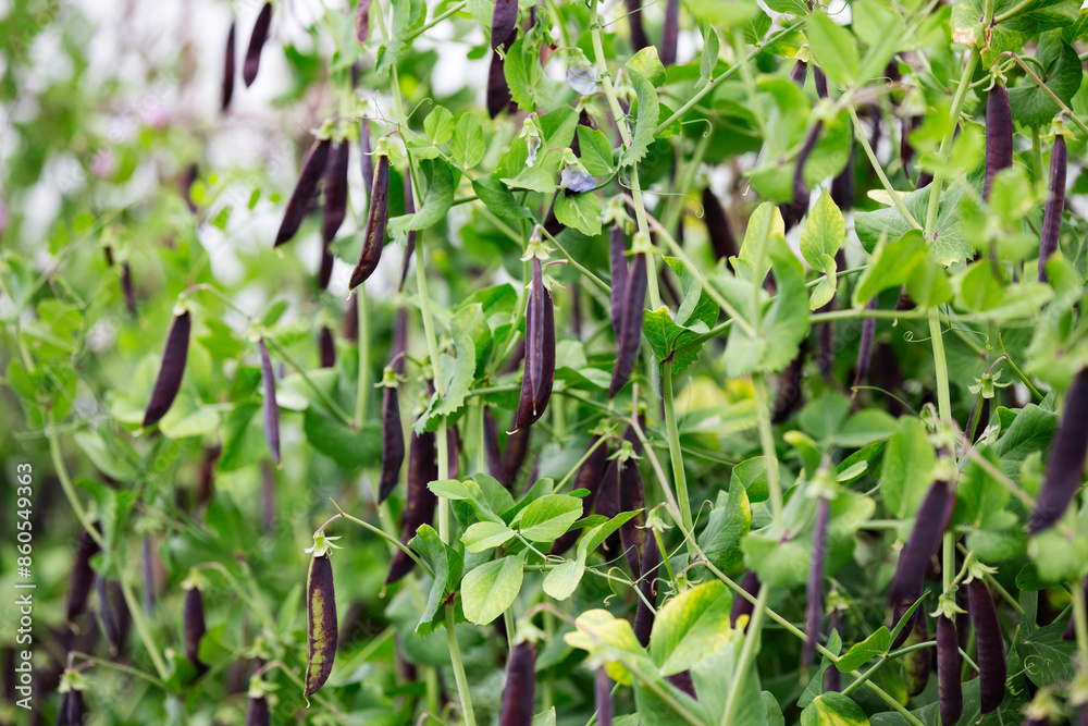 Organic purple mange tout sugar snap pea pods growing on a tree Organic purple mange tout sugar snap pea pods growing on a tree