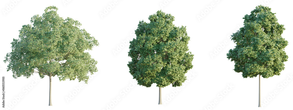 Fototapeta premium Acer campestre tree 4k png cutout isolate