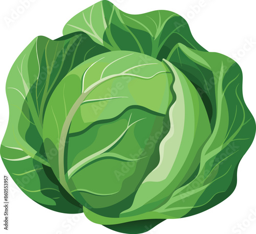 green cabbage vector illustration isolated on a white background, fresh farm organic healthy food