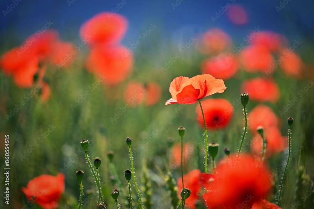 Obraz premium Summer nature - concept. Beautiful landscape with red poppy flowers and sunny day with blue sky.