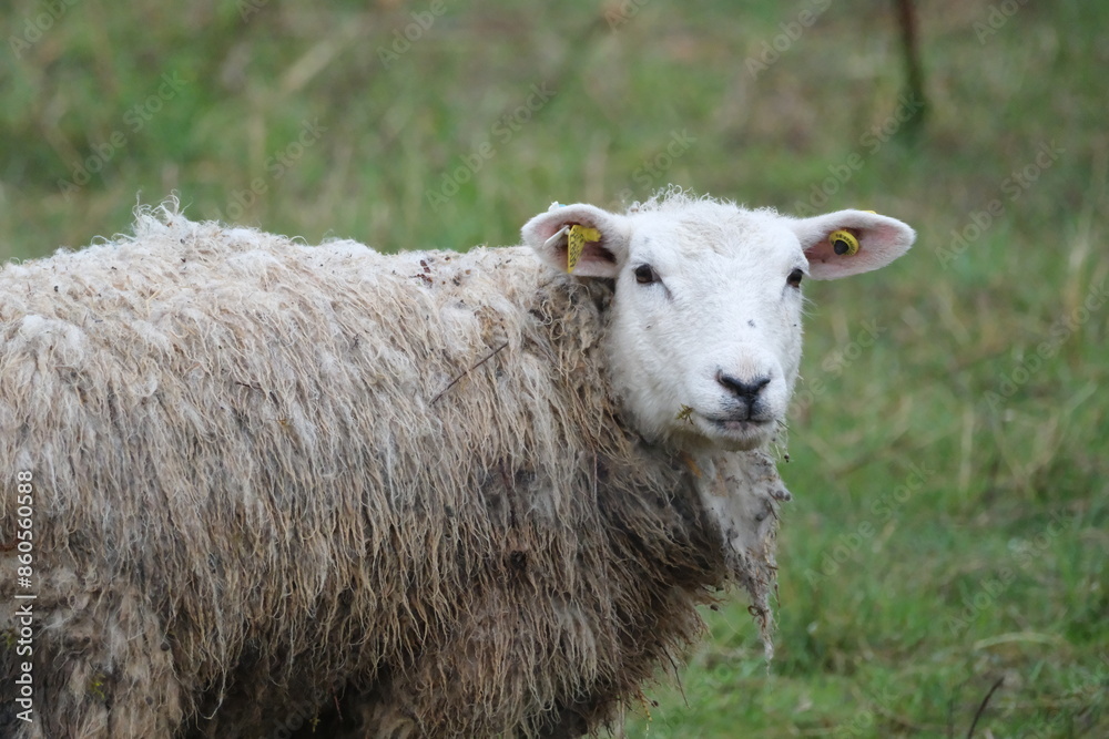 Obraz premium Gros plan mouton ecopâturage