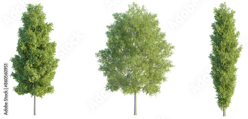Populus tree 4k png cutout isolate