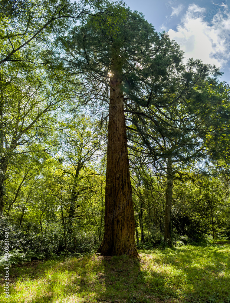 Fototapeta premium A large tree, possibly a giant sequoia