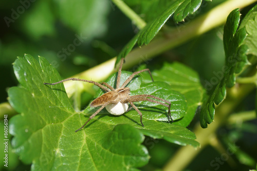 Female Nursery web spider (Pisaura mirabilis) protecting her egg sac in a gooseberry bush. Dutch garden, Summer, June, Netherlands photo