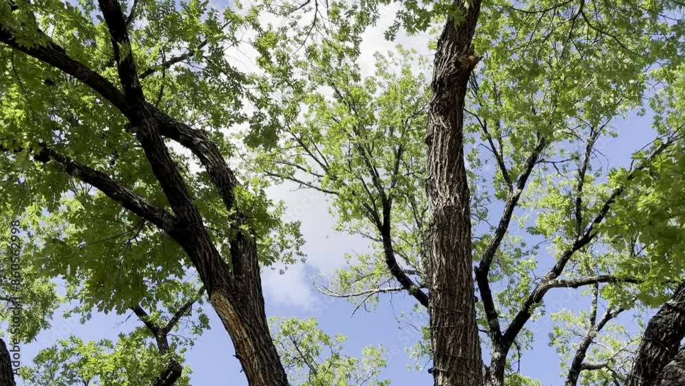 A mesmerizing tree canopy and blue sky video captures sunlight filtering through lush leaves, offering a tranquil, vibrant view of nature’s beauty and the open sky above. A mesmerizing tree canopy and blue sky video captures sunlight filtering through lush leaves, offering a tranquil, vibrant view of nature’s beauty and the open sky above.