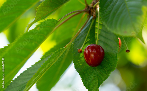 Cherry