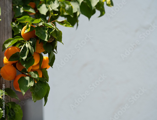 Apricot tree