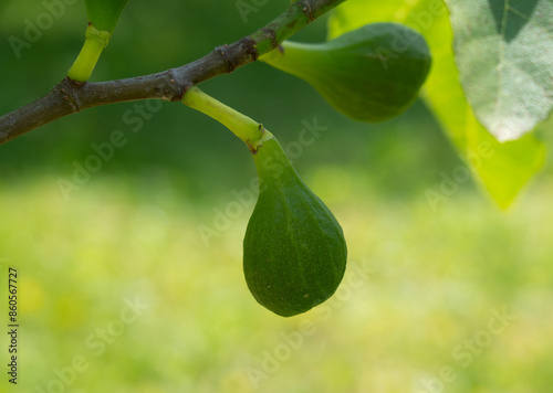 Growing figs