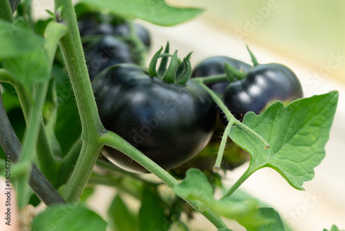 Black tomatos