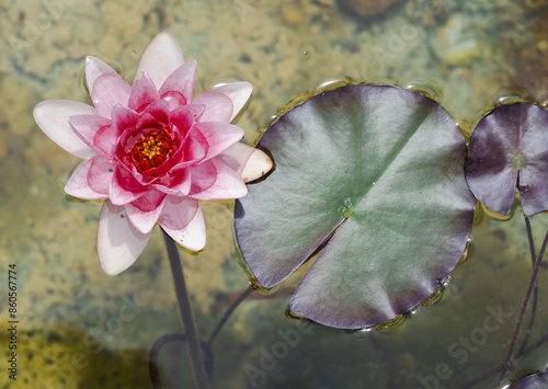 Water lily