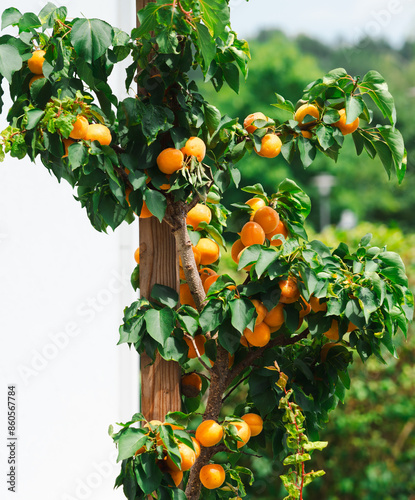 Apricot tree