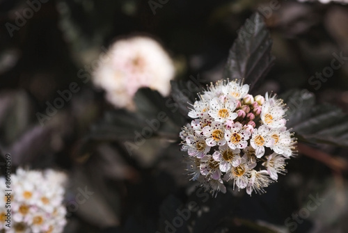 Viburnum pemphigus (Physocarpus opulifolius). A shrub blooming with small white flowers. photo