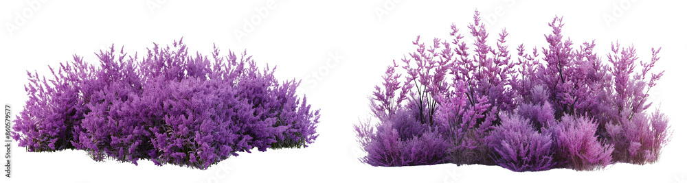 Fototapeta premium realistic purple bushes with flowers isolated on transparent or white background