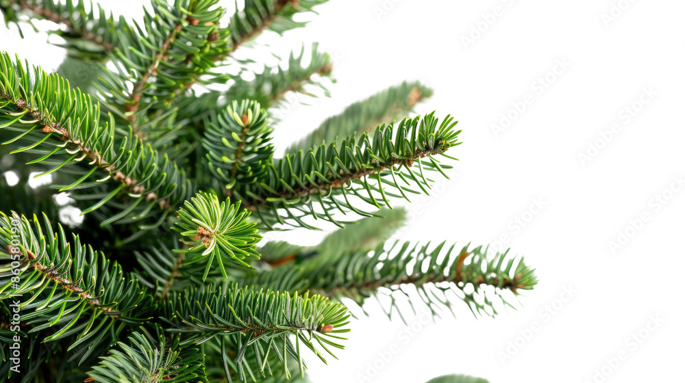 Christmas tree, close up on a transparent background Christmas tree, close up on a transparent background