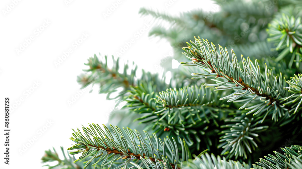 Christmas tree, close up on a transparent background Christmas tree, close up on a transparent background
