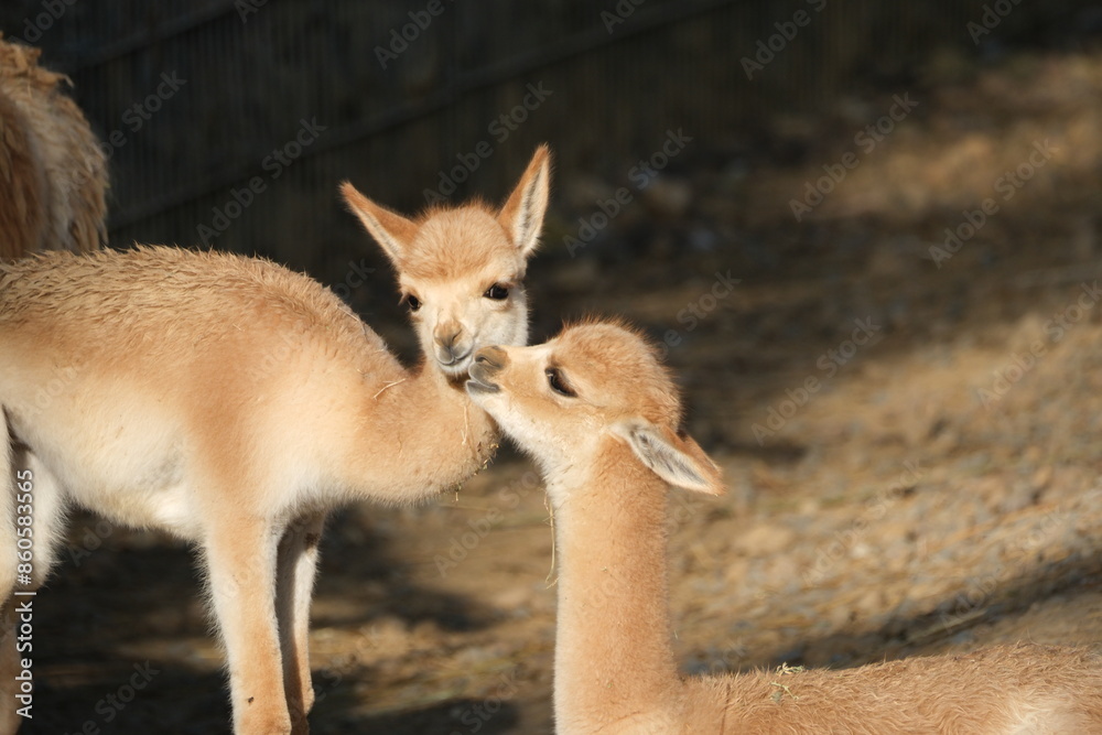 Fototapeta premium Deux vigognes complices dans un zoo