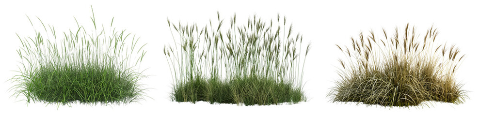 set of long grass fields isolated on transparent or white background, 3d rendering