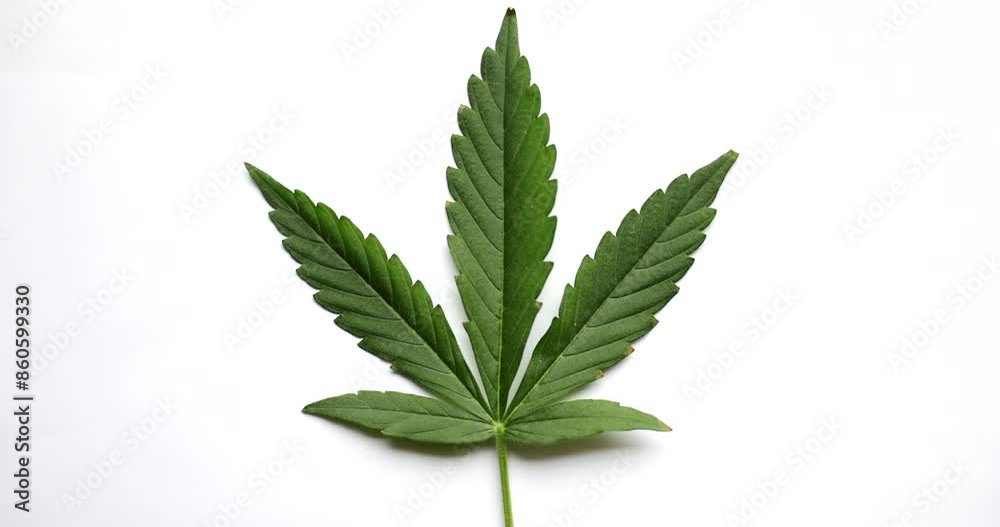 Leaf of psychoactive green plant for producing and making medical drugs. Preparation of ingredients for making psychoactive drugs in laboratory Leaf of psychoactive green plant for producing and making medical drugs. Preparation of ingredients for making psychoactive drugs in laboratory