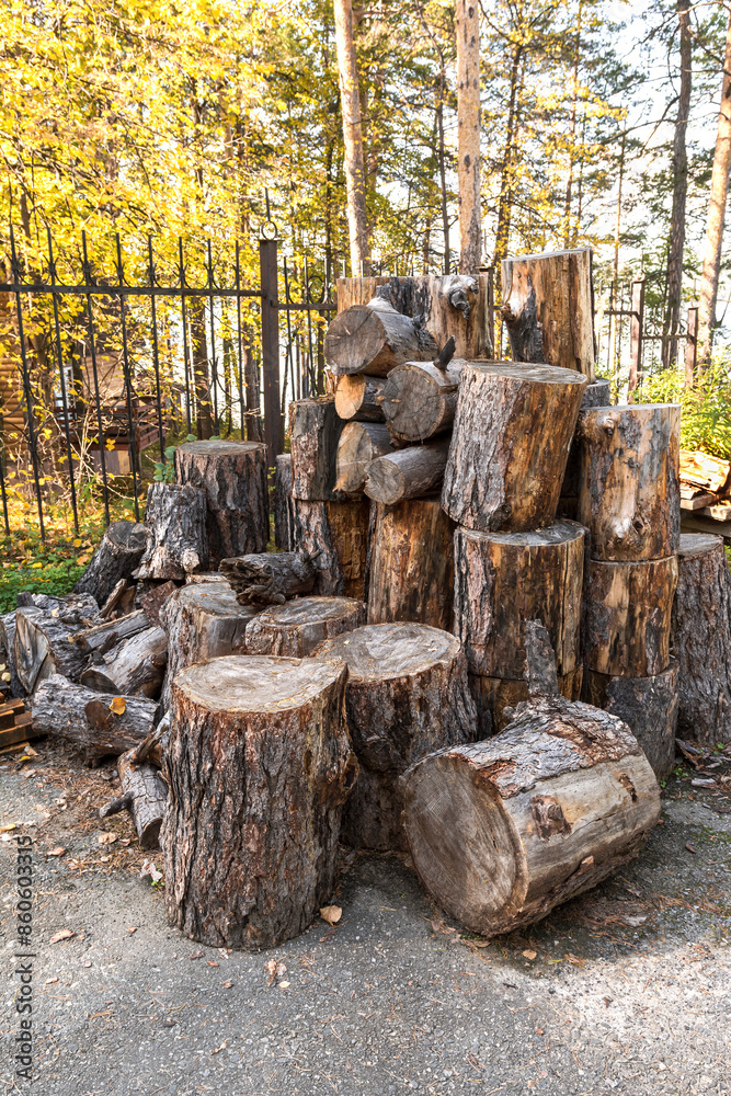 Firewood is harvested from pine trees for use during the winter.