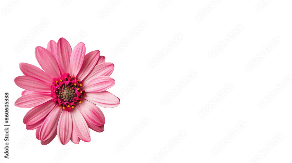 Pink flower on a transparent background Pink flower on a transparent background