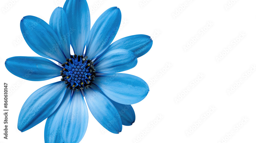 Obraz premium Blue flower on a transparent background