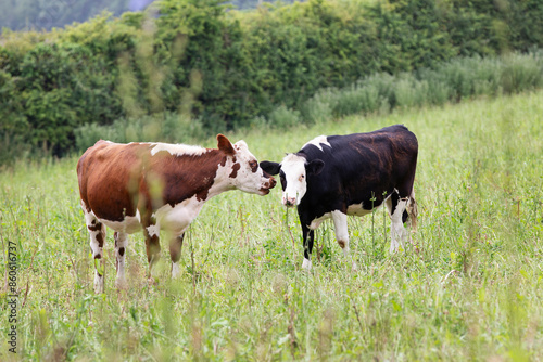 Brown and white cow whispering into a black and white cows ear in pasture rich green meadow 