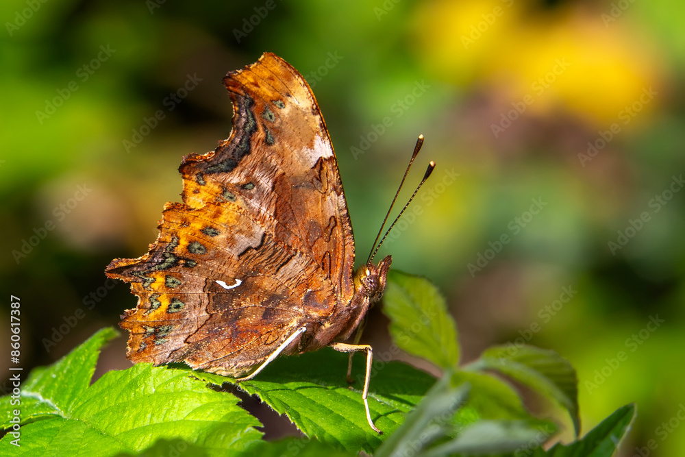Obraz premium Macro shots, Beautiful nature scene. Closeup beautiful butterfly sitting on the flower in a summer garden.