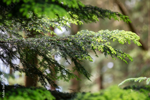 Western Hemlock tree close-up during summer in pretty and varied light