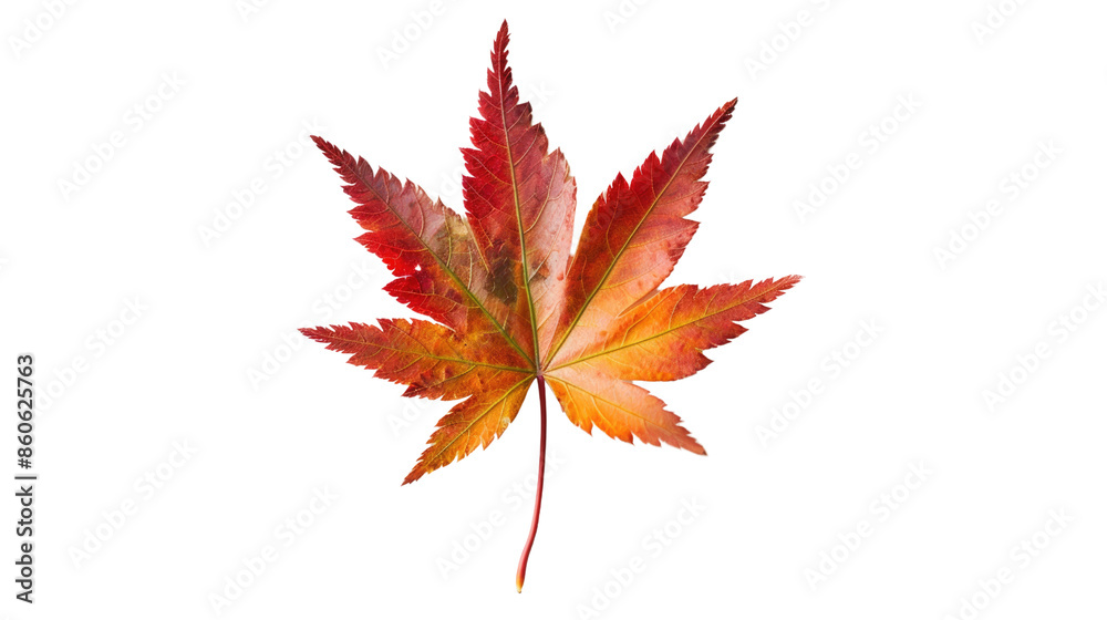 Maple leaf plant on a transparent background