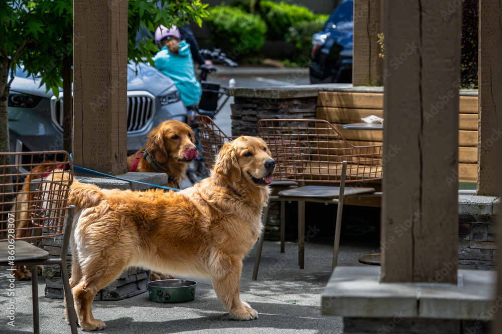 TWO GOLDEN RETRIEVERS STANDING OUTSIDE A STORE ON THE PATIO WAITING FOR THIER OWNER WITH A INTENSE LOOK ON MERCER ISLAND WASHINGTON TWO GOLDEN RETRIEVERS STANDING OUTSIDE A STORE ON THE PATIO WAITING FOR THIER OWNER WITH A INTENSE LOOK ON MERCER ISLAND WASHINGTON