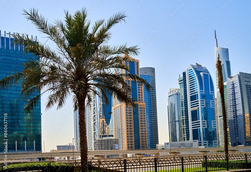 palm tree grows against the backdrop of the architecture of Dubai Marina palm tree grows against the backdrop of the architecture of Dubai Marina