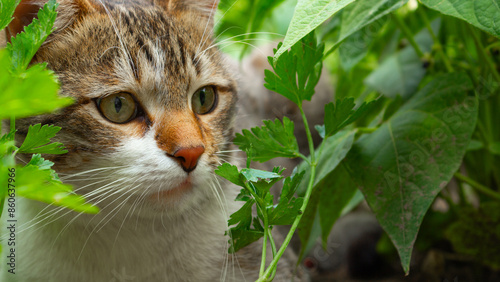 A tabby cat with yellow eyes and white markings on its face hiding behind a thick patch of green foliage.