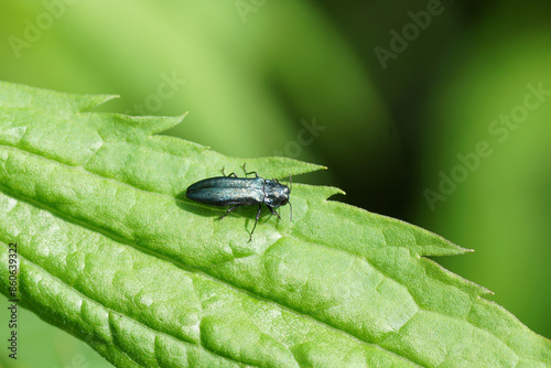 Agrilus, probably agrilus cyanescens.  Family jewel beetles or metallic wood-boring beetles (Buprestidae). On a leaf of Canadian goldenrod (Solidago Canadensis). Dutch garden, summer, June photo