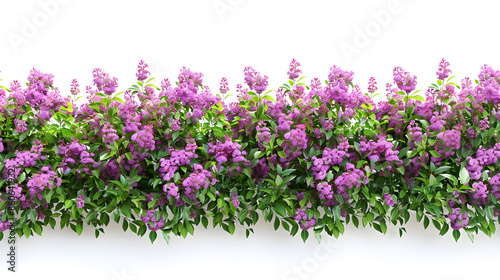 Fototapeta Naklejka Na Ścianę i Meble -  Flower Hedge isolated on white background Garden design Lilacs flowers and green plants for landscaping High quality cutout for professional composition : Generative AI