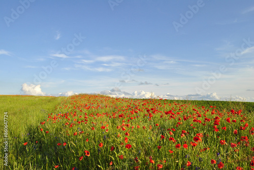 field of poppies