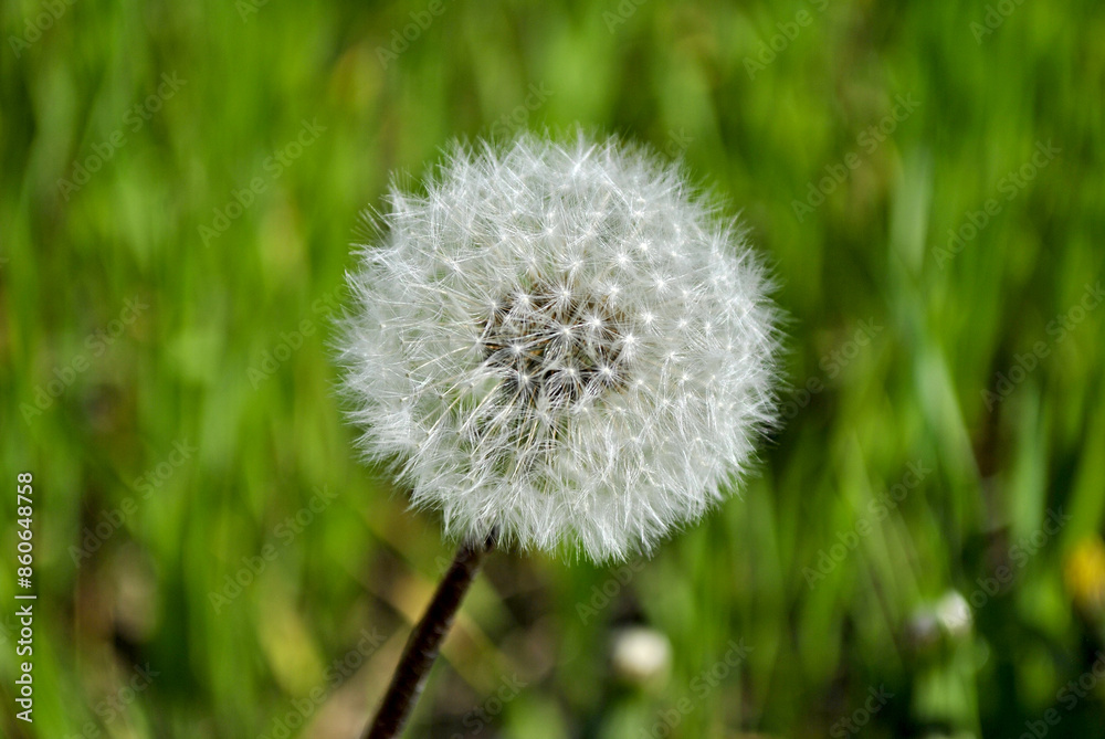 Fototapeta premium dandelion in grass