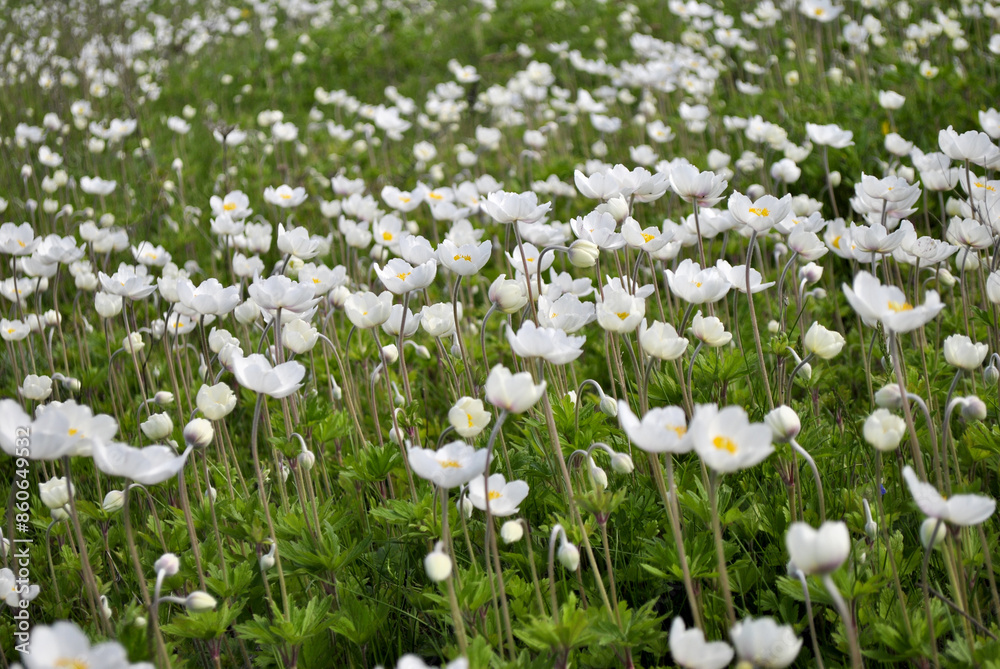 white flowers white flowers