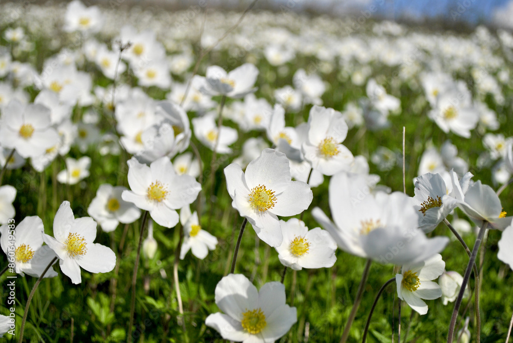 white flowers in the field white flowers in the field