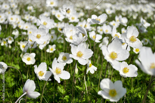 white flowers