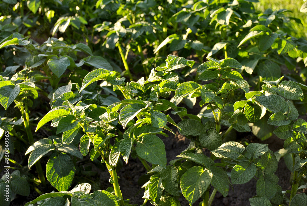 green leaves of potato green leaves of potato