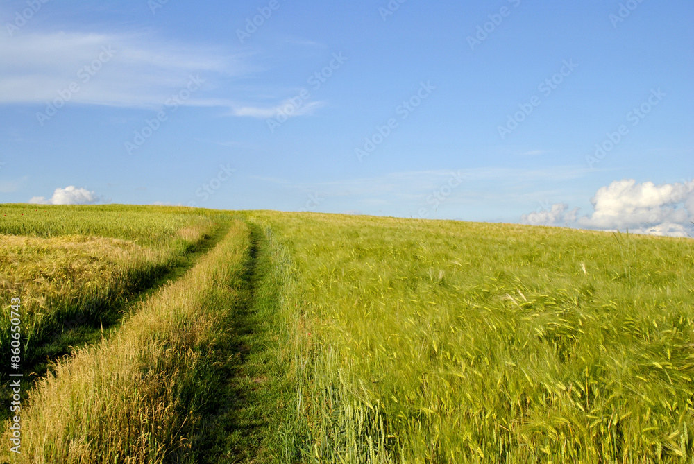 Fototapeta premium wheat field and sky
